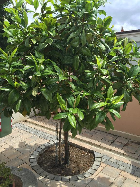 Apartment Villa Baric 4412 ロヴィニ エクステリア 写真